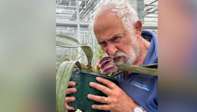 Cambridge University Botanic Garden: 'Stinky' orchids that smell like 'rotting meat' bloom at Cambs garden