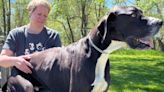 World's tallest dog Kevin dies at age 3: 'He was just the best giant boy'