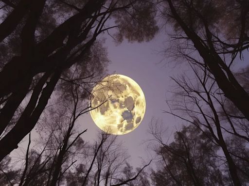 ¿Cuáles son las fases de la Luna y qué tipos de eclipses lunares existen?