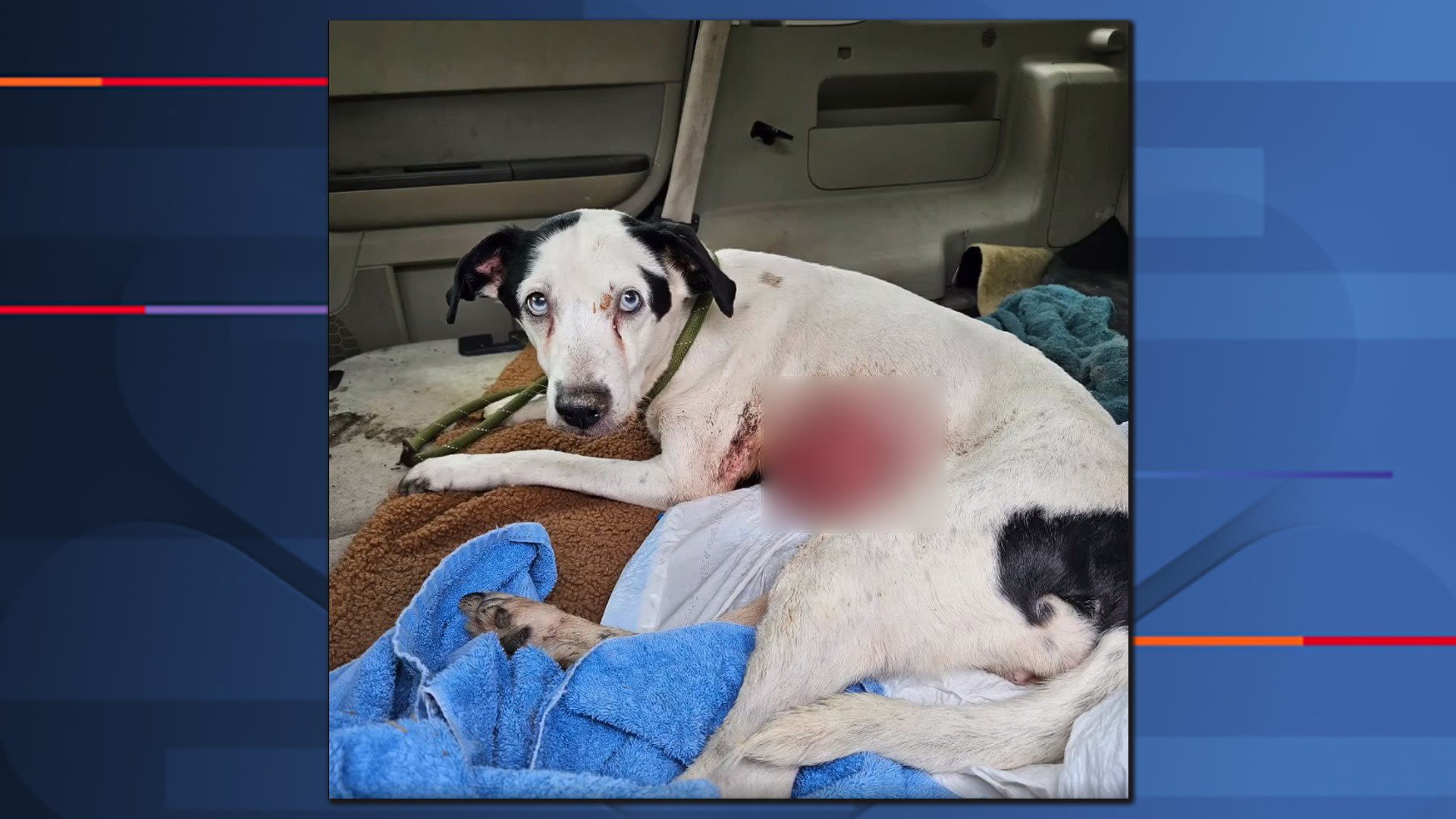 SLIDESHOW: Dog found abandoned, wounded in deplorable conditions in Warren