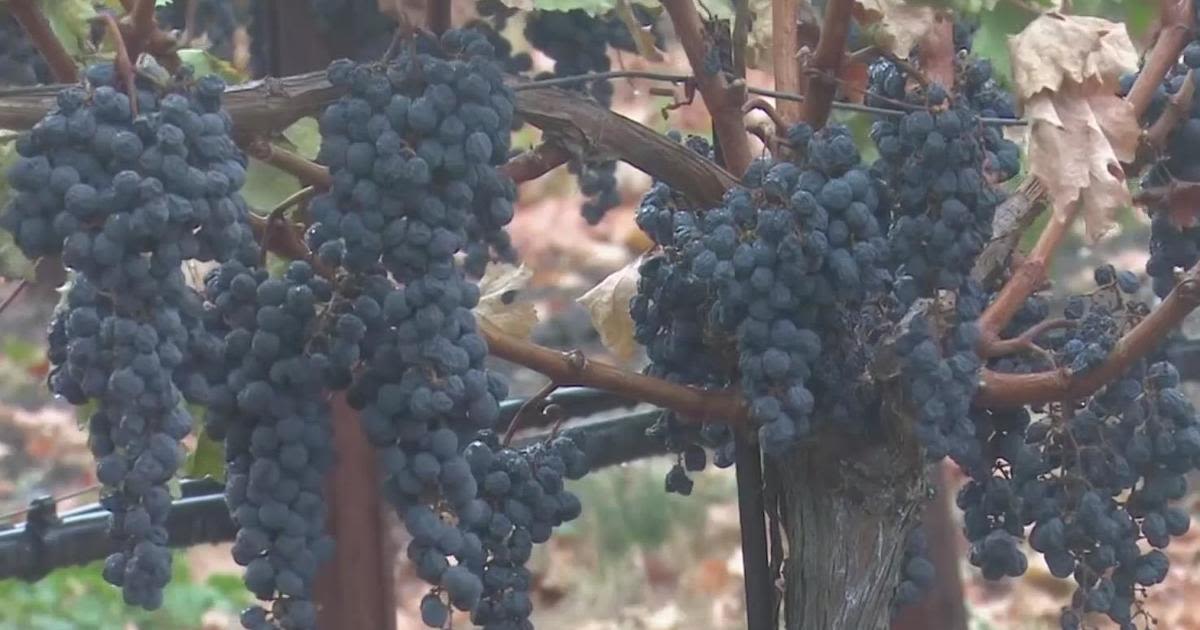 Napa Valley seeing terrific grape harvests, but demand for wine may be plateauing