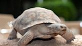 NV Energy’s tortoise Wattson emerges for the spring