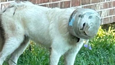 Ruff life: Texas town launches massive manhunt with drones to find missing dog with bowl on his head
