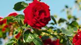 Dreaming of your own rose garden? Read the A-Z for garden roses