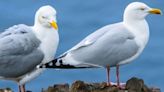 Sea bird shootings are 'barbaric', charity says