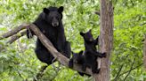 Mother bear euthanized after charging children in Colorado woodland