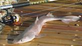 Recreational fishermen will hate this: Regulators want more spiny dogfish in the water