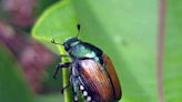 More destructive Japanese beetles found in Tri-Cities. WA state to spray some home lawns