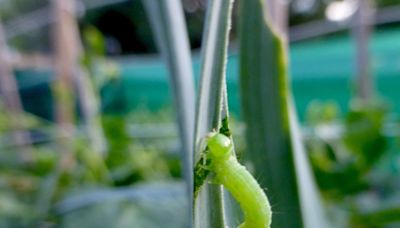 Gardening for You: Strange locomotion of cabbage loopers