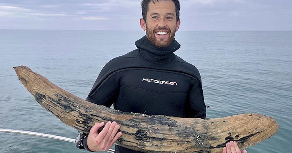 Fossil-hunting diver found a large section of mastodon tusk off Florida's coast