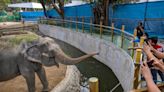 Campaigners call for elephants to be banned from UK zoos