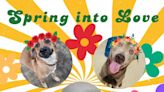 ‘Spring into Love’: Ashtabula County APL reduces April dog, bunny adoption fees