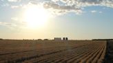 Australian trial of gene-edited wheat aims for 10% bigger yields