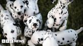 Doctor believes Dalmatians' spots could unlock answers to diseases