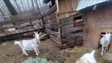 Hungry goats ready and waiting for your old Christmas tree - no we're not kidding