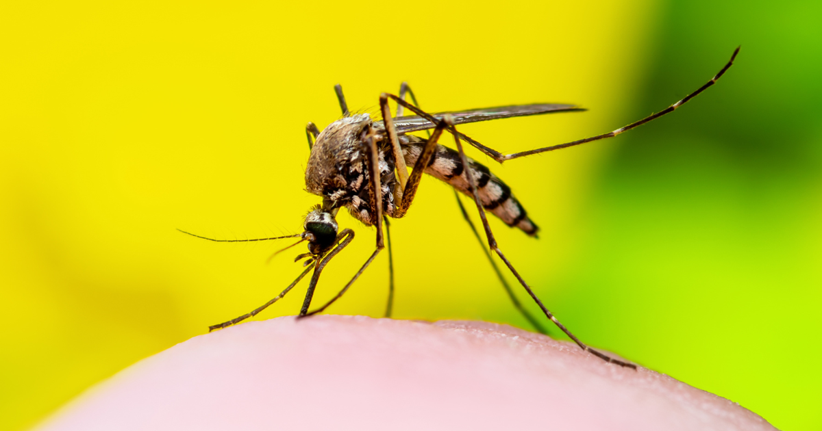 Cheyenne Urges Vigilance Against Mosquitoes Amid Rising Temperatures