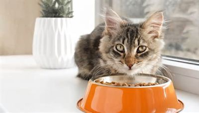 Gentle Giants: Has the Cat Food Brand Issued a Recall in 2024?