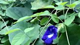 How to Grow and Care For Butterfly Pea Plant