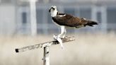 New Jersey plans to drop the bald eagle from its endangered species list