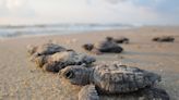 Want to see baby sea turtles on the Texas coast? Here's how.