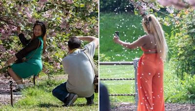 Cherry blossoms under attack by branch-shaking social media influencers at Brooklyn Botanical Garden