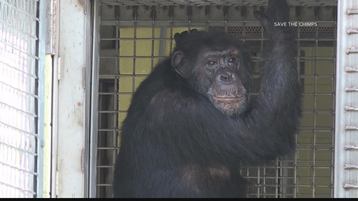 The true Missouri story behind HBO's 'Chimp Crazy' documentary