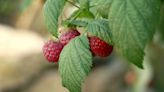 How to Grow and Care for Raspberry Bushes in Your Home Garden