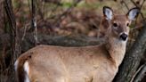 Another Mississippi county going into CWD zone, more may follow as cases in deer spike