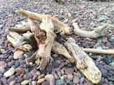 Driftwood