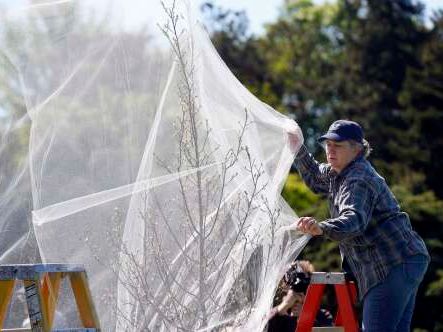 How to protect young and vulnerable trees from the imminent cicada emergence