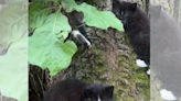 Woman discovers stray cat kittens on her tree, everyone asks same question