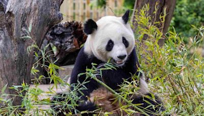 Llegan Jin Xi y Zhu Yu, la nueva pareja de pandas al zoo de Madrid