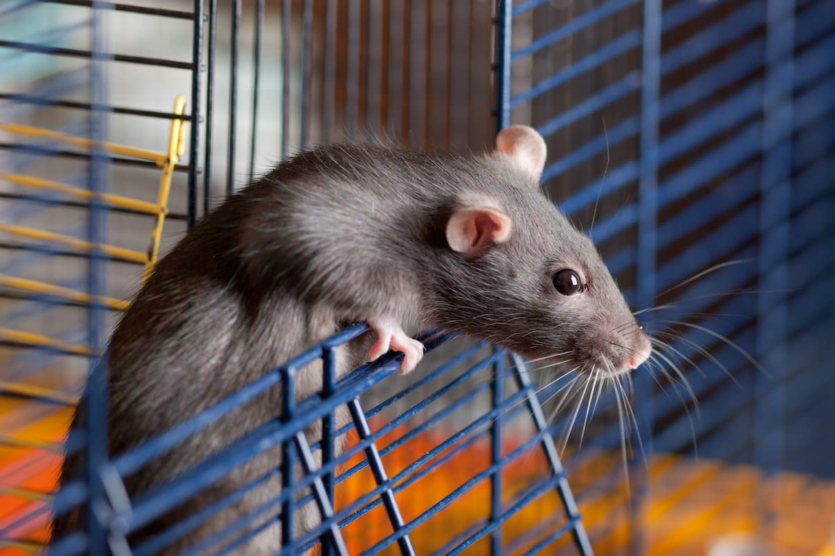 Car-Driving Rat Even Keeps His Vehicle in a Garage Like a Total Boss