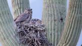 Arizona nonprofit plans to plant 14K saguaros in wildfire-burned areas