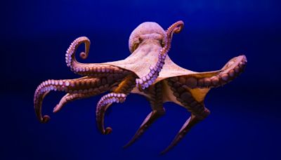 Video of Woman Getting a ‘Hug’ From a Friendly Wild Octopus Goes Viral