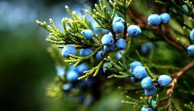 La fruta azul repleta de magnesio, calcio y zinc que refuerza el sistema inmunológico y fortalece músculos y huesos