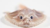 A batfish and a blind eel: Deep sea creatures discovered by researchers in remote ocean