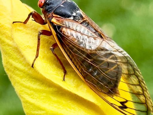 Not hearing that distinct cicada noise yet? Here's why that might be the case