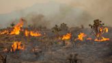 Iconic Joshua trees burned by massive wildfire in Mojave Desert