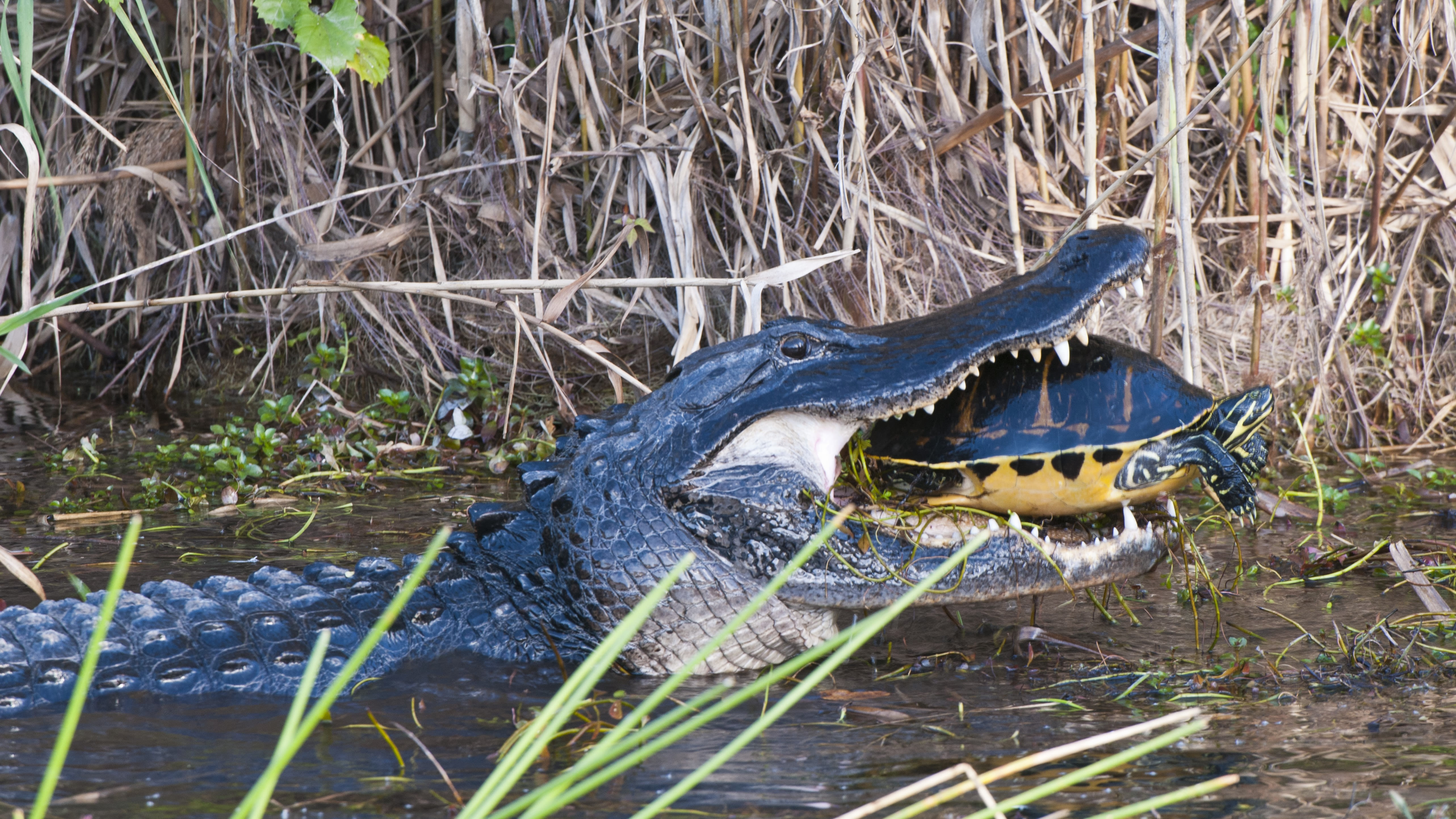 "To put your child in danger like that is unbelievable" – tourists interrupt alligator's meal to snap pictures in Florida Everglades