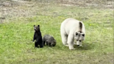 White Grizzly and Cubs Meet a Tragic End