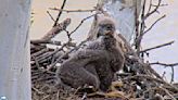 First flight of eaglet in U.S. Steel nest captured on camera