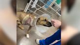 Nashville animal rescue saves dog who was shot, left for dead in Alabama