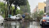 豪雨狂炸台中！2棵10米路樹「撐不住」倒塌 公車受阻繞道通行