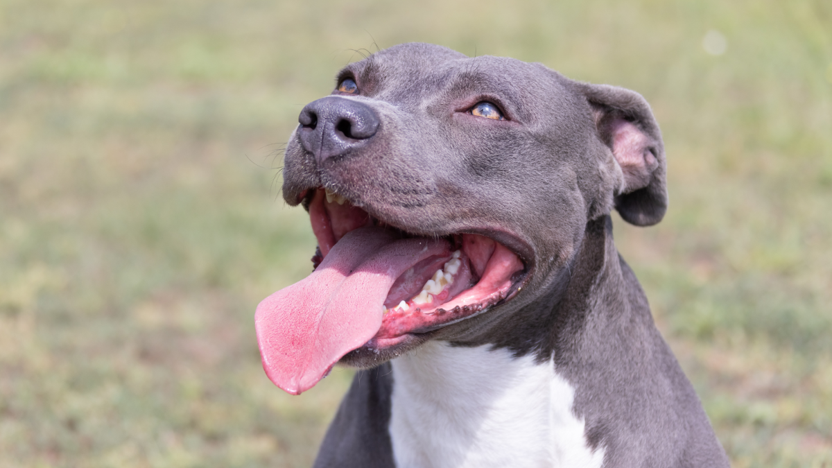 Precious Pit Bull Therapy Dog's Sweetness Is Stealing Hearts Everywhere