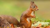 Mystery over grey squirrel in 'impossible location'