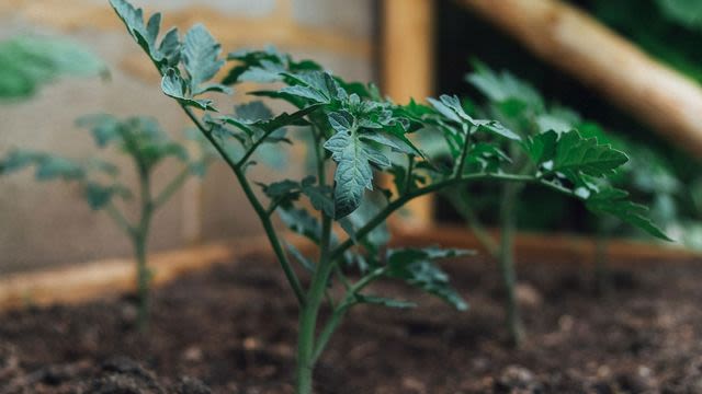 Tomato Tar Reveals "Parallel Universe" in Tomato Genetics