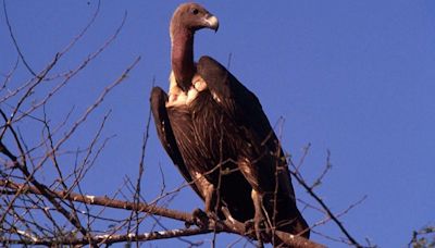 How decline of Indian vultures led to 500,000 human deaths