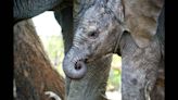 ‘Miracle baby’ born at Kenyan elephant unit. See photos, video as newborn joins herd