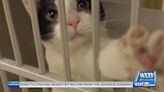 National Adopt a Cat Month - WXXV News 25